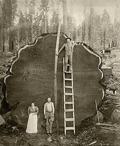 Vintage logging photo